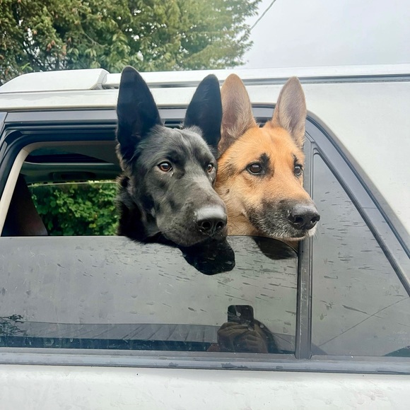 Pet friendly home - Picture 13 of 16